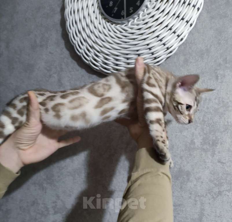 Кошки в Копейске: Продам бенгальских котят Девочка, 25 000 руб. - фото 2