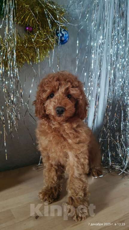 Собаки в Мытищах: Миниатюрный пудель Айва Девочка, 90 000 руб. - фото 3