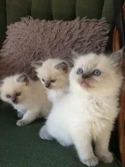 Рэгдолл котодевочки