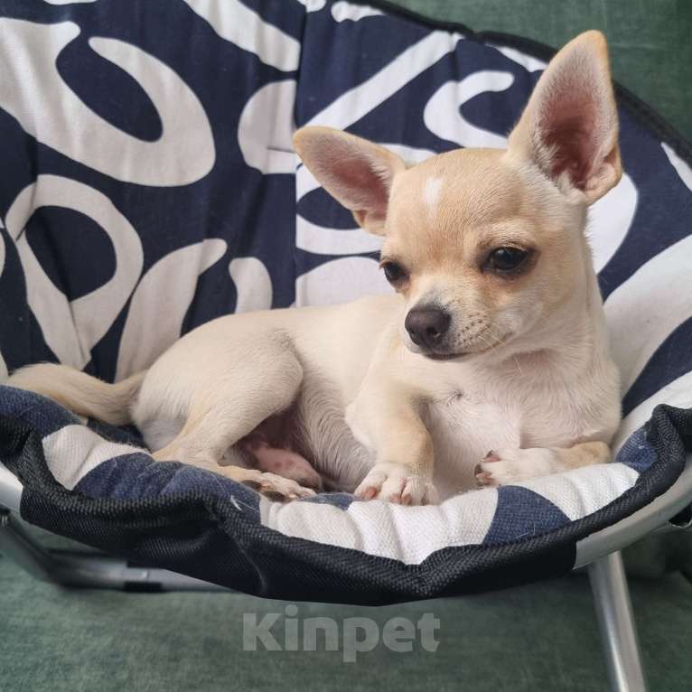 Собаки в Калининграде: Щенок чихуахуа РКФ Мальчик, Бесплатно - фото 3