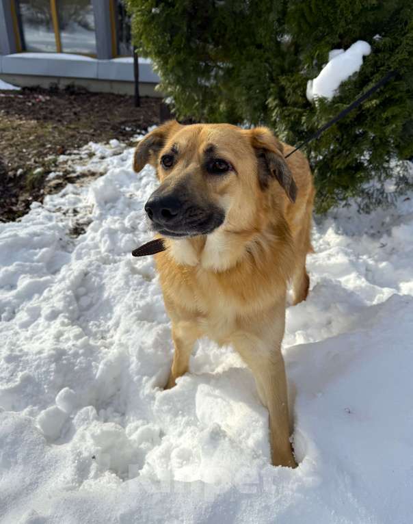 Собаки в Москве: Собака бесплатно в Москве Мальчик, Бесплатно - фото 4