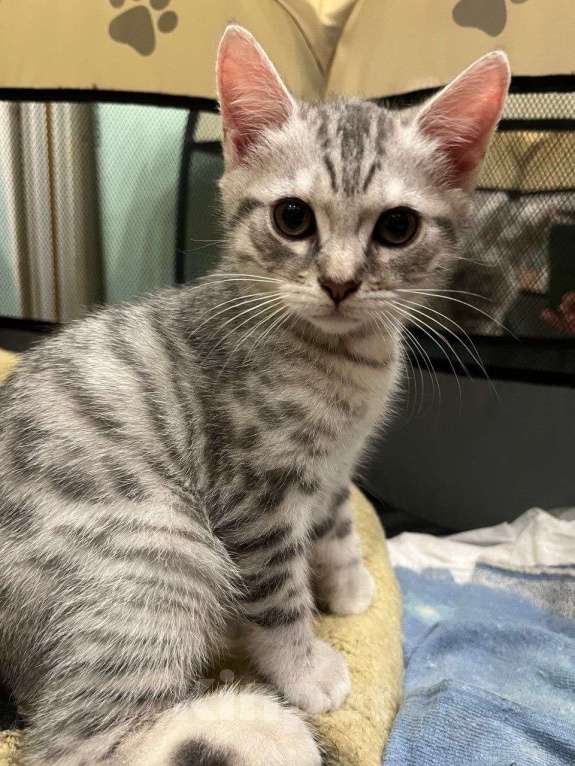 Кошки в Балашихе: Котёнок Гаврик Мальчик, Бесплатно - фото 1