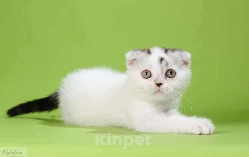 Кошки в Москве: Шотландский непоседа Мальчик, 30 000 руб. - фото 5