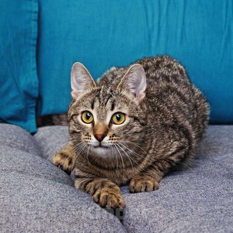 Кошки в Москве: Малыш Квант Мальчик, Бесплатно - фото 5