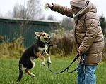Собаки в Москве: Альфа в поисках дома!  Девочка, Бесплатно - фото 6