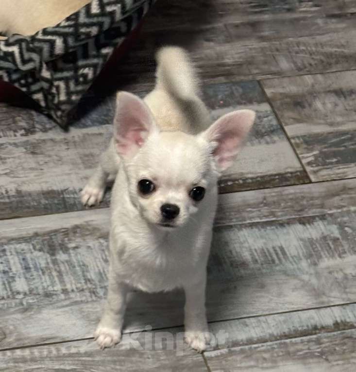 Собаки в Лобне: Чихуахуа мальчик Мальчик, 40 000 руб. - фото 4
