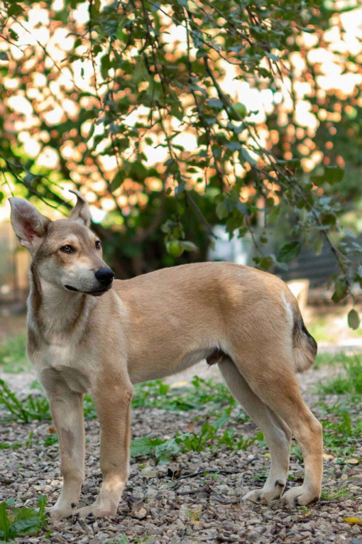 Собаки в Москве: В самые добрые руки. Щенок 7 месяцев Мальчик, Бесплатно - фото 5