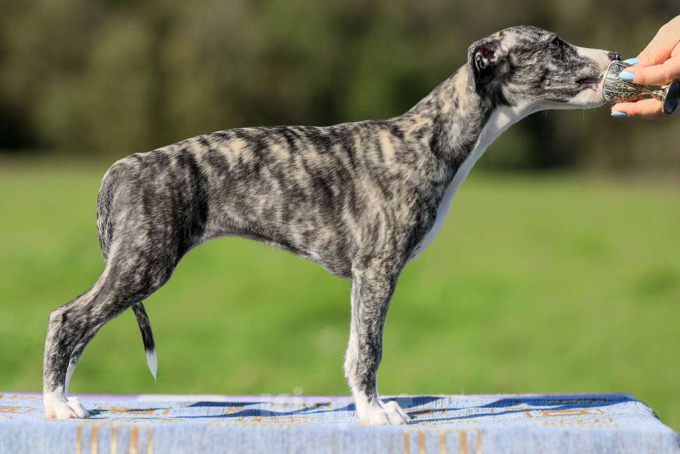 Собаки в Москве: Невероятно красивая тигровая девочка уиппет ШОУ класса Девочка, 50 000 руб. - фото 2