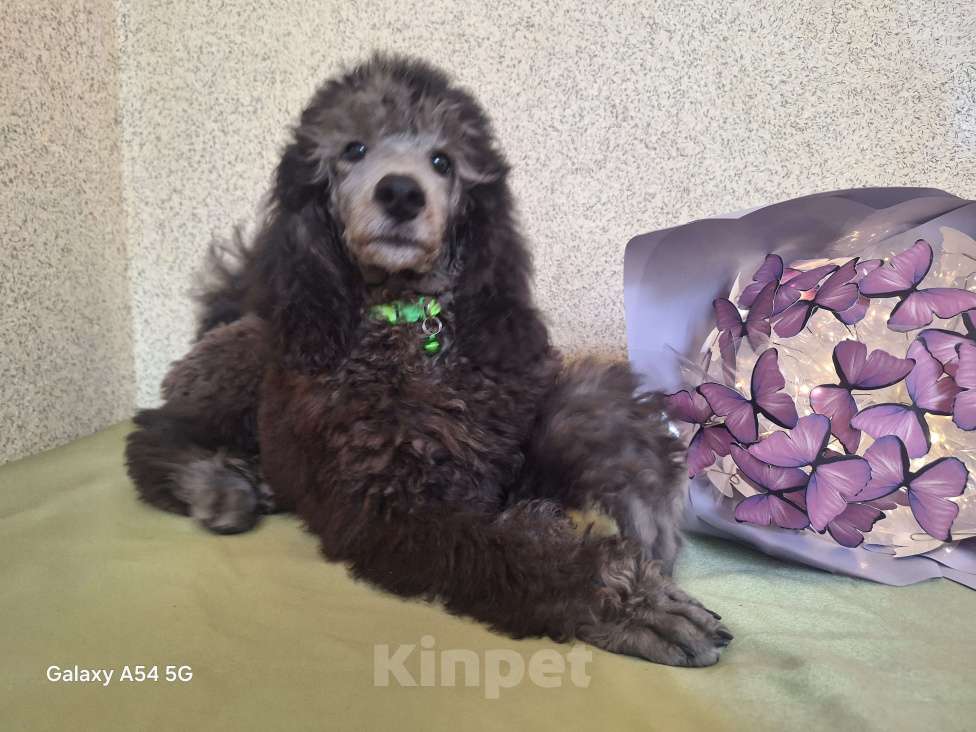 Собаки в Санкт-Петербурге: Пудель средний Мальчик, 90 000 руб. - фото 3