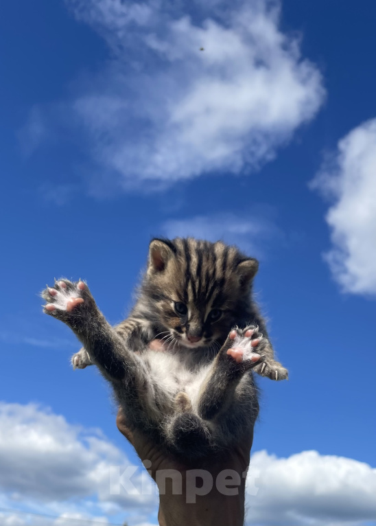 Кошки в Санкт-Петербурге: Амурский леопардовый кот. Мальчик Мальчик, 150 000 руб. - фото 1