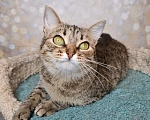 Кошки в Москве: Кошка в добрые руки Девочка, Бесплатно - фото 6
