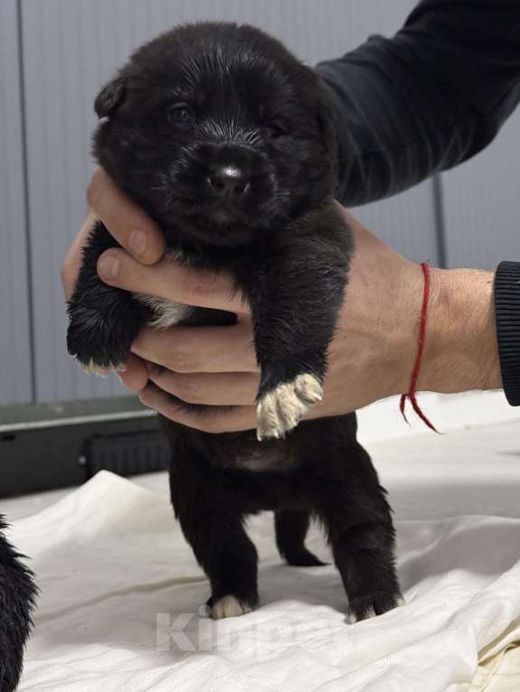 Собаки в других городах Московской области: Отдам в добрые руки щенят  Мальчик, Бесплатно - фото 4