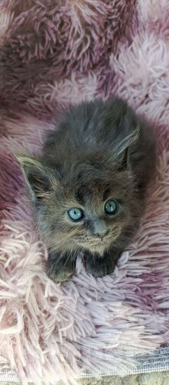 Кошки в Москве: Мейн-кун мальчик Мальчик, 45 000 руб. - фото 1