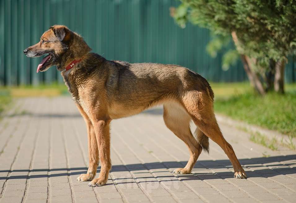 Собаки в Москве: Верта Девочка, Бесплатно - фото 8
