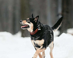 Собаки в Москве: Добрая собака давно ждёт хозяина Девочка, Бесплатно - фото 2