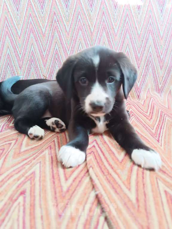 Собаки в других городах Иркутской области: Щенок русского спаниеля Девочка, Бесплатно - фото 5