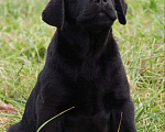 Собаки в Пскове: Лабромалыши Мальчик, 60 000 руб. - фото 2