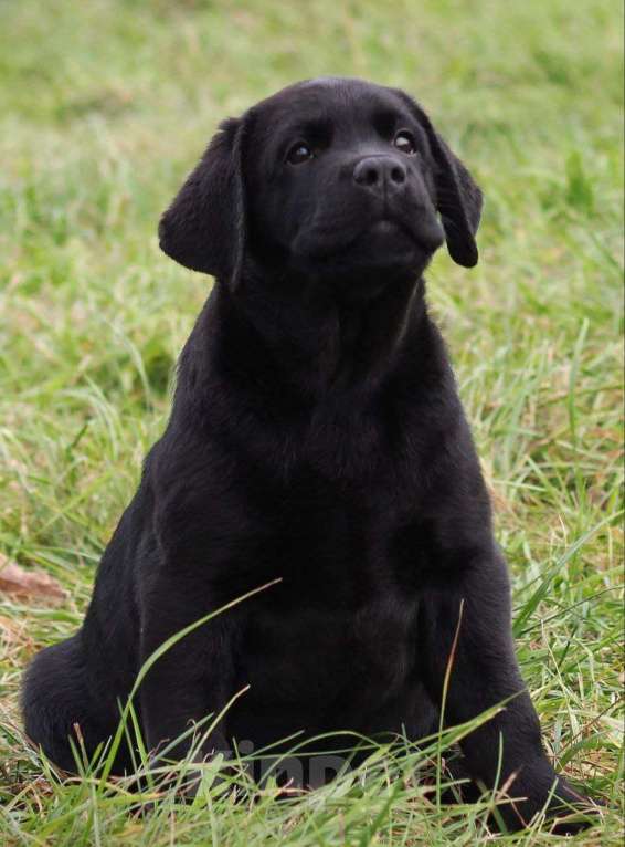 Собаки в Пскове: Лабромалыши Мальчик, 60 000 руб. - фото 2