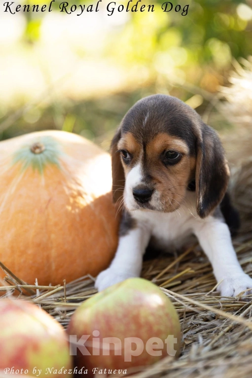 Собаки в Рязани: Девочка бигль Девочка, 60 000 руб. - фото 2