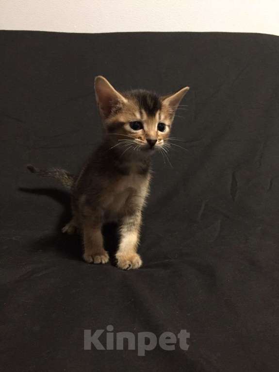 Кошки в других городах Московской области: Котята Чаузи, домашние тигриные львы Мальчик, 20 000 руб. - фото 6