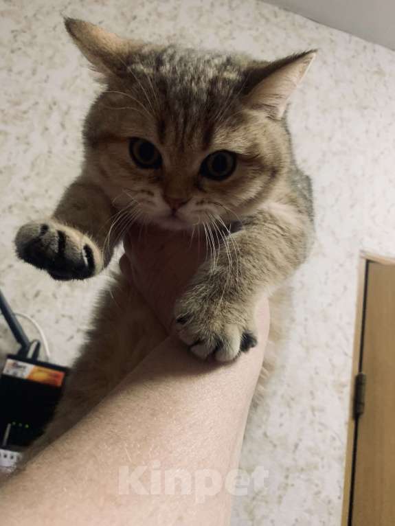 Кошки в Санкт-Петербурге: Котик Мальчик, 1 руб. - фото 2