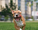 Собаки в Москве: Коди Мальчик, Бесплатно - фото 1