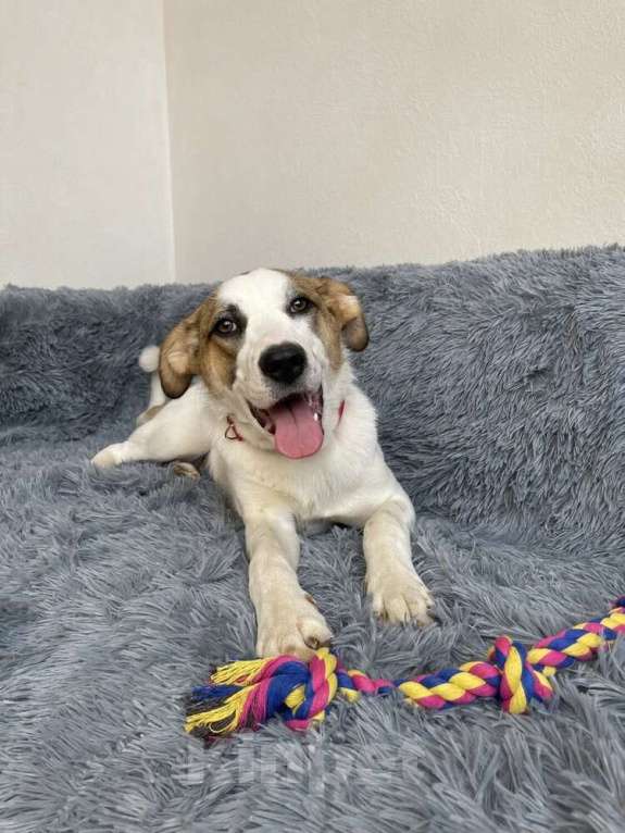 Собаки в Москве: Белый щенок Айла в добрые руки Девочка, 1 руб. - фото 2