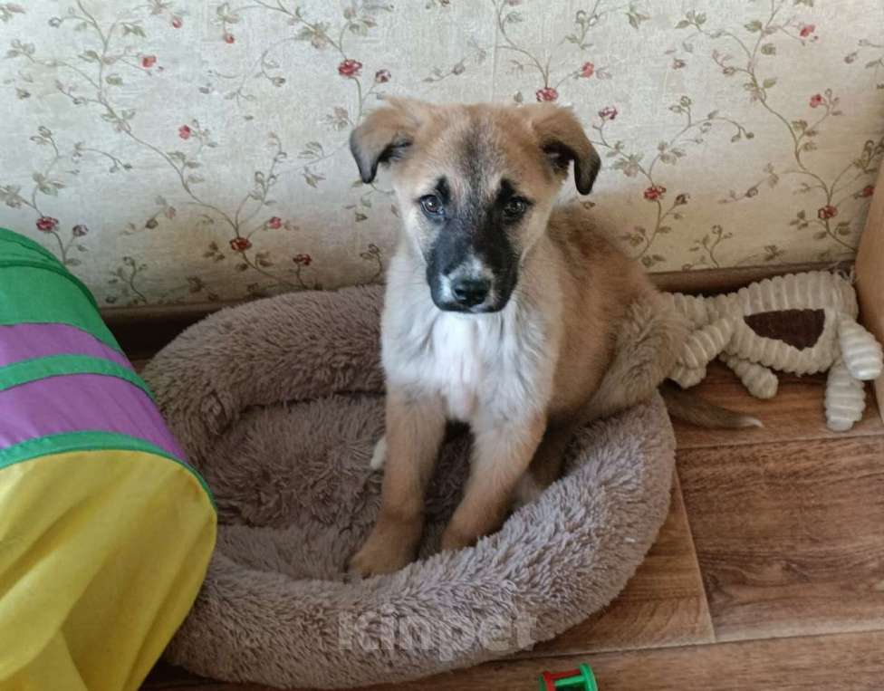 Собаки в Москве: Маленькое счастье - щенок Тишка ищет дом! Девочка, Бесплатно - фото 2