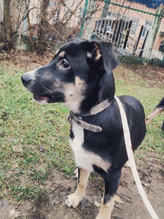 Собаки в Москве: Щенок бесплатно  Девочка, Бесплатно - фото 4