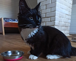 Кошки в Одинцово: Котенок мальчик 4 мес черно-белый Мальчик, Бесплатно - фото 1