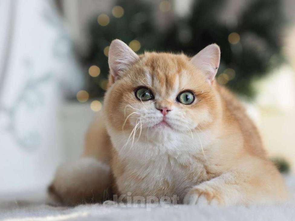 Кошки в Москве: Красивая британская кошечка Девочка, 25 000 руб. - фото 3