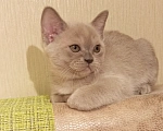 Кошки в Новосибирске: котята Мальчик, 50 000 руб. - фото 3