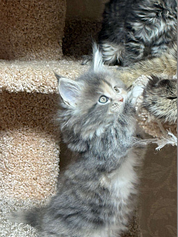 Кошечка редкого окраса