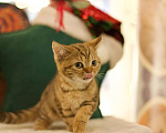 Кошки в Москве: Британский котенок Харизма Девочка, 50 000 руб. - фото 9
