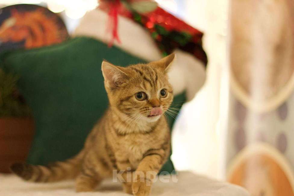 Кошки в Москве: Британский котенок Харизма Девочка, 50 000 руб. - фото 9