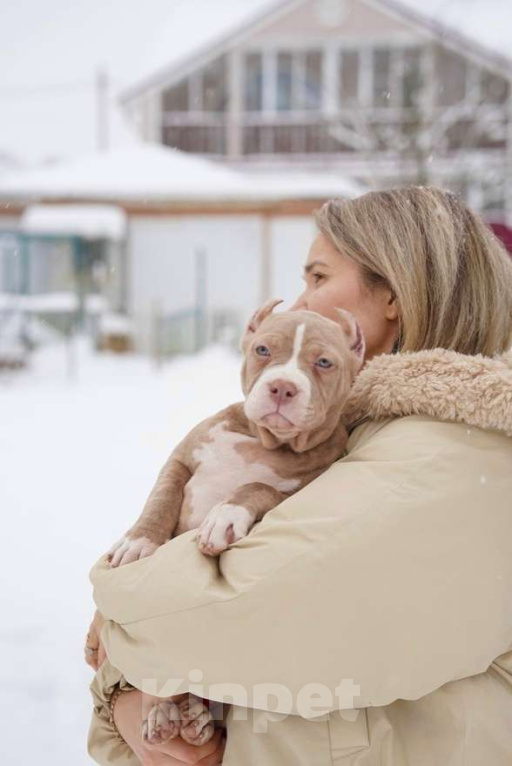 Собаки в Москве: Американский булли Классик Девочка, 150 000 руб. - фото 2