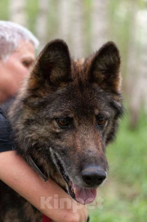 Собаки в Ногинске: Ищем дом Форесту Мальчик, Бесплатно - фото 6