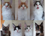 Кошки в Домодедово: Котята мейнкун , 50 000 руб. - фото 1