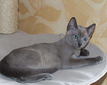 Кошки в Новокубанске: Тонкинез, тонкинские котята, Бесплатно - фото 4