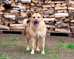 Собаки в Раменском: Ищет дом энергичная Альма! Девочка, Бесплатно - фото 3