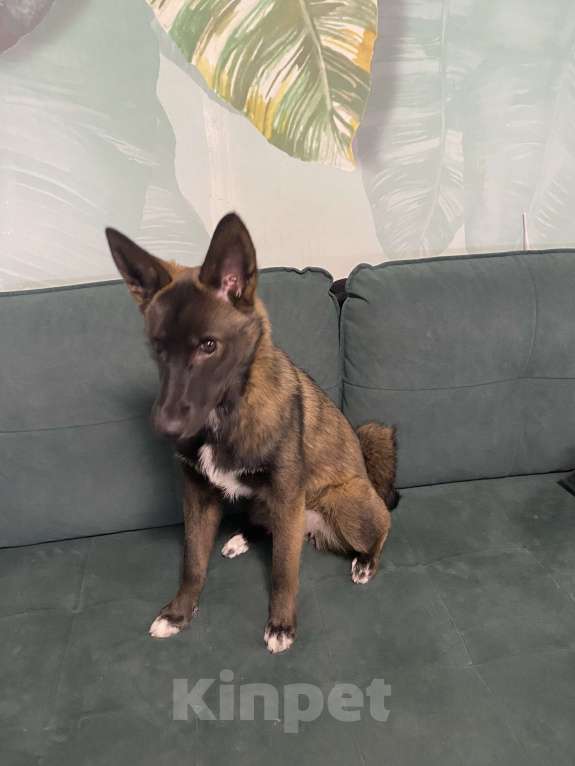 Собаки в Мурином: Щенок-подросток ищет дом Девочка, Бесплатно - фото 3