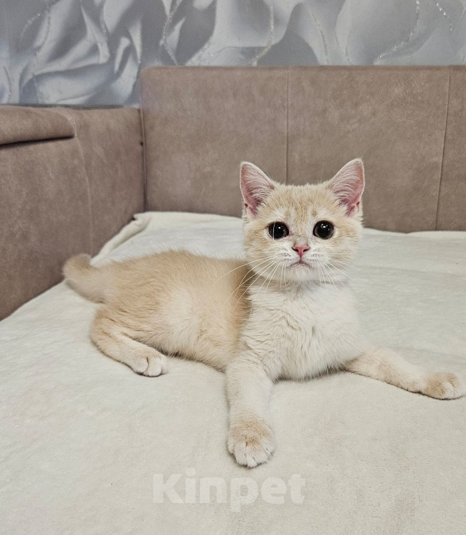 Кошки в Москве: Шотландские котята девочка Девочка, 30 000 руб. - фото 2