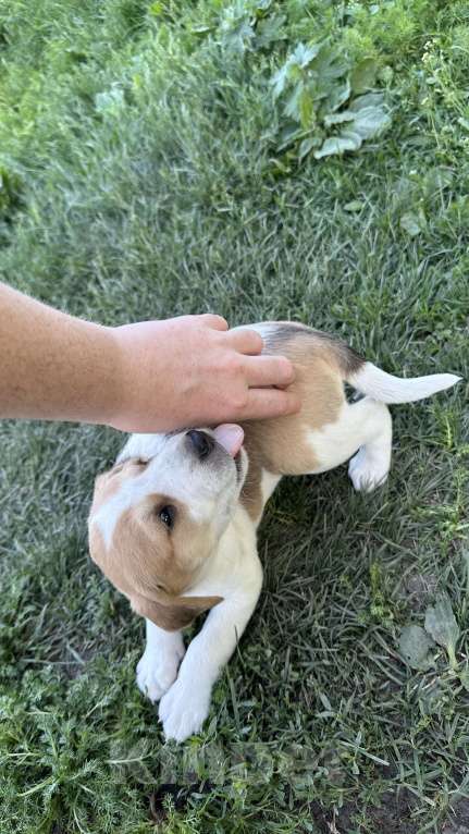 Собаки в Саранске: Русская пегая гончая  Девочка, Бесплатно - фото 4