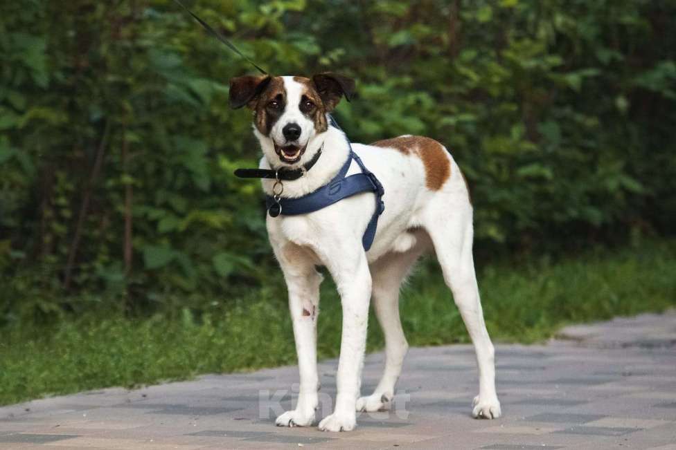 Собаки в Москве: Познакомьтесь с невероятно спокойным и умным Арни! Мальчик, 1 руб. - фото 7