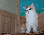 Кошки в Владивостоке: Золотой Британский котёнок Мальчик, 50 000 руб. - фото 3