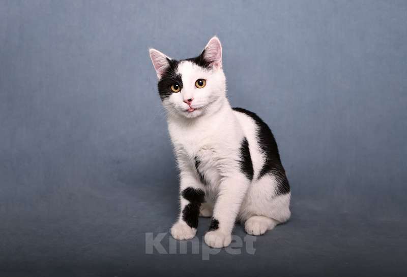 Кошки в Москве: Нежный и ласковый котенок Симба в добрые руки Мальчик, 1 руб. - фото 6