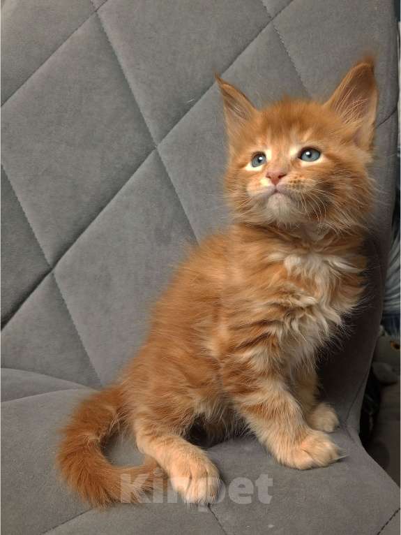 Кошки в Красноярске: К раннему резерву Мальчик, 70 000 руб. - фото 8