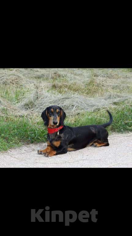 Собаки в Симферополе: Вязка такса стандарт чёрный мрамор, 3 500 руб. - фото 1