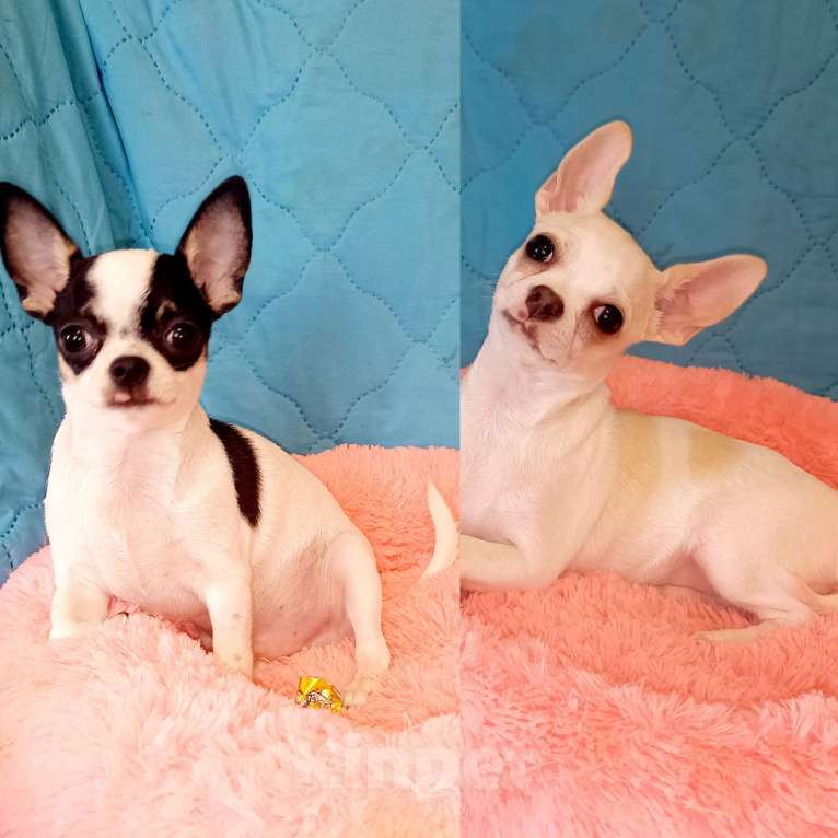Собаки в Москве: Чихуахуа щенки Мальчик, 30 000 руб. - фото 1