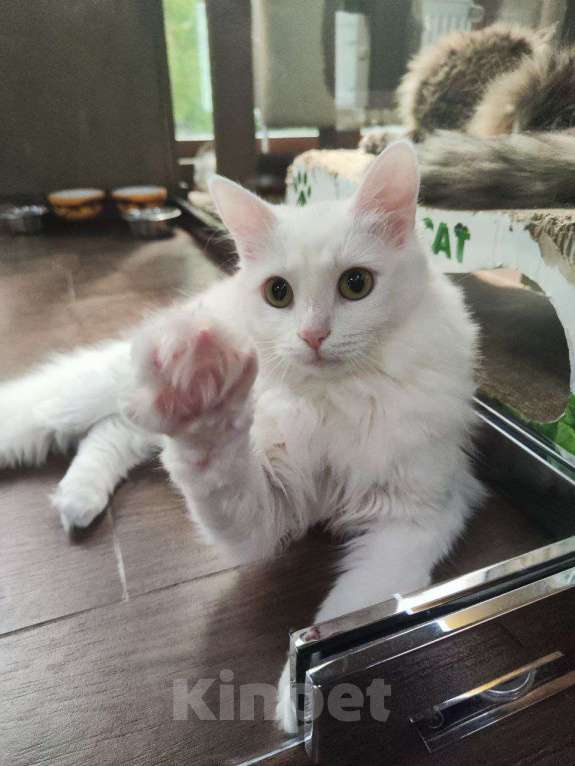 Кошки в Москве: Кошка удивительной красоты Девочка, Бесплатно - фото 4